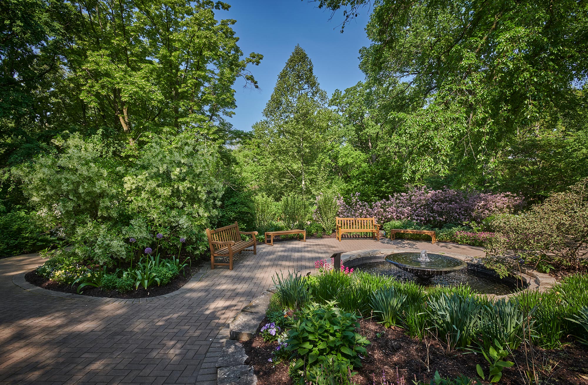 Photograph of The Morton Arboretum's Fragrance Garden showing benches near flowering shrubs and a circular fountain by a brick walkway