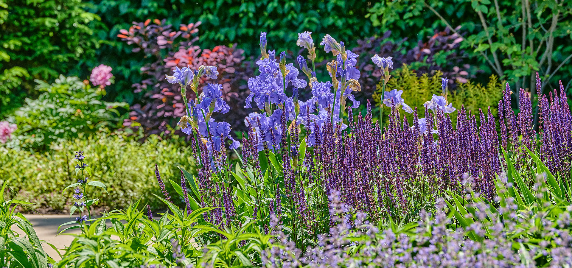 Photograph of colorful blue flowers at The Morton Arboretum