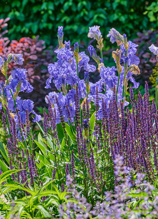 Photograph of colorful blue flowers at The Morton Arboretum