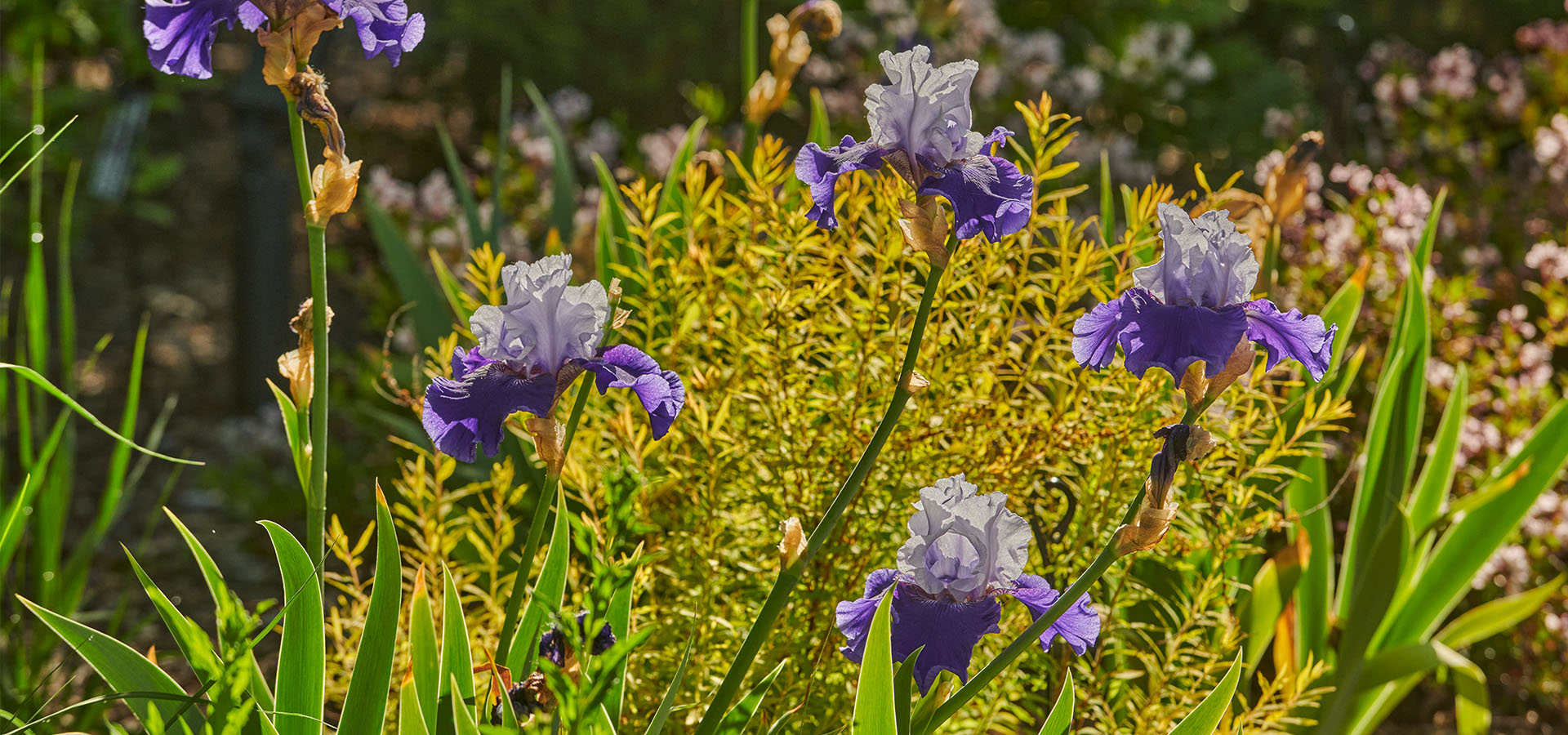 Photograph of purple irises planted at The Morton Arboretum's Grand Garden