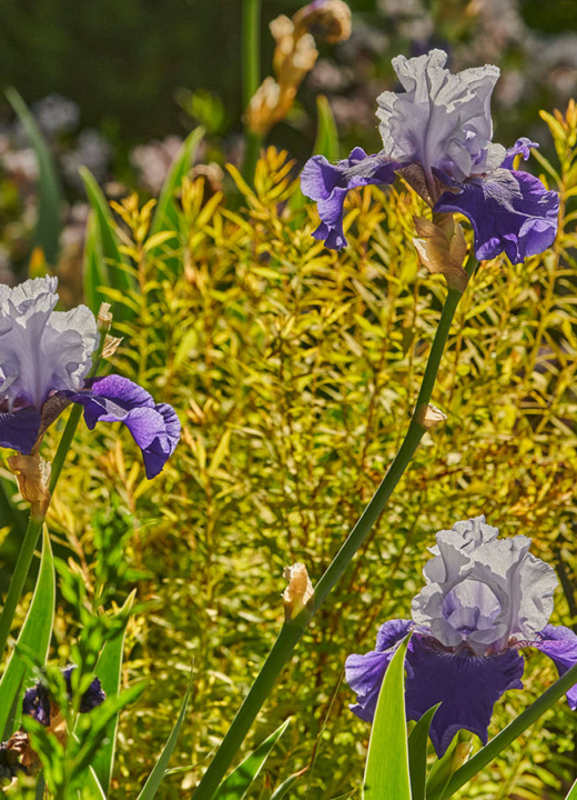 Photograph of purple irises planted at The Morton Arboretum's Grand Garden