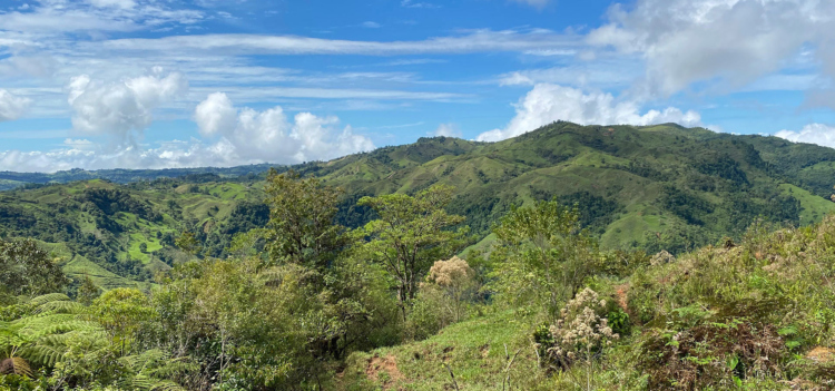Photograph of a montane cloud forest landscape in Mexico