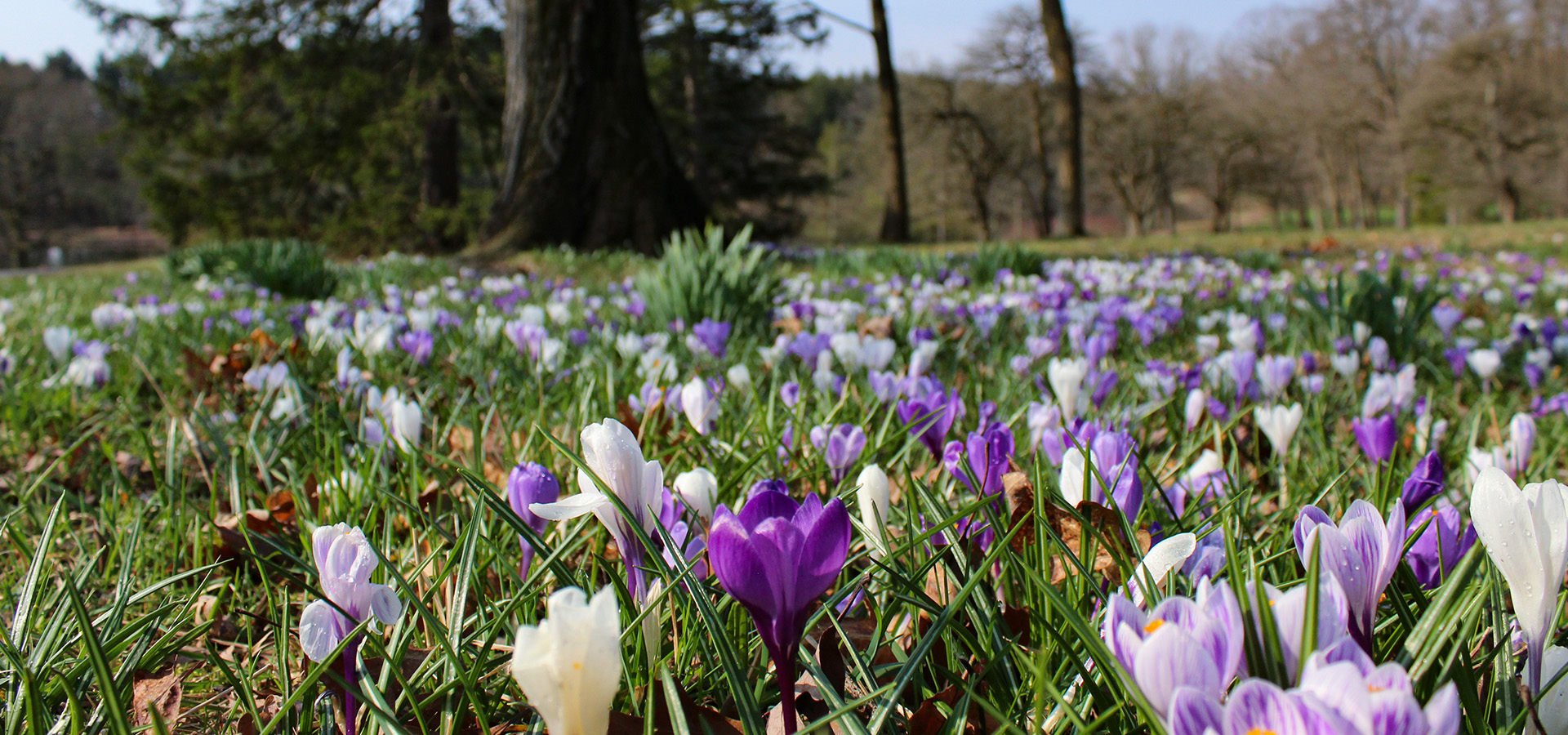 Photograph of crocus blooms along the lawn at The Morton Arboretum