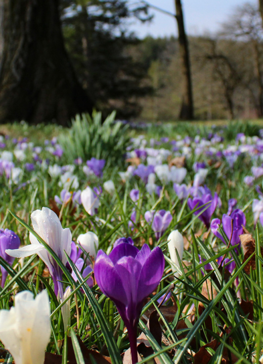 Photograph of crocus blooms along the lawn at The Morton Arboretum