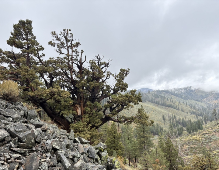 The Morton Arboretum
