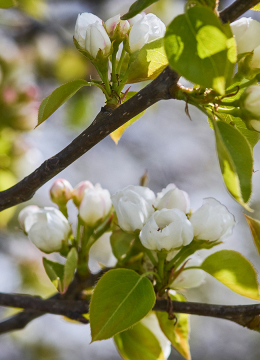Photograph of Prunus tree pear blossoms at The Morton Arboretum