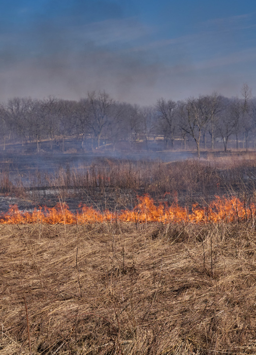 The Morton Arboretum