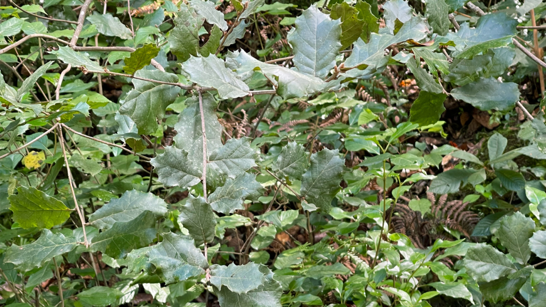 The Morton Arboretum