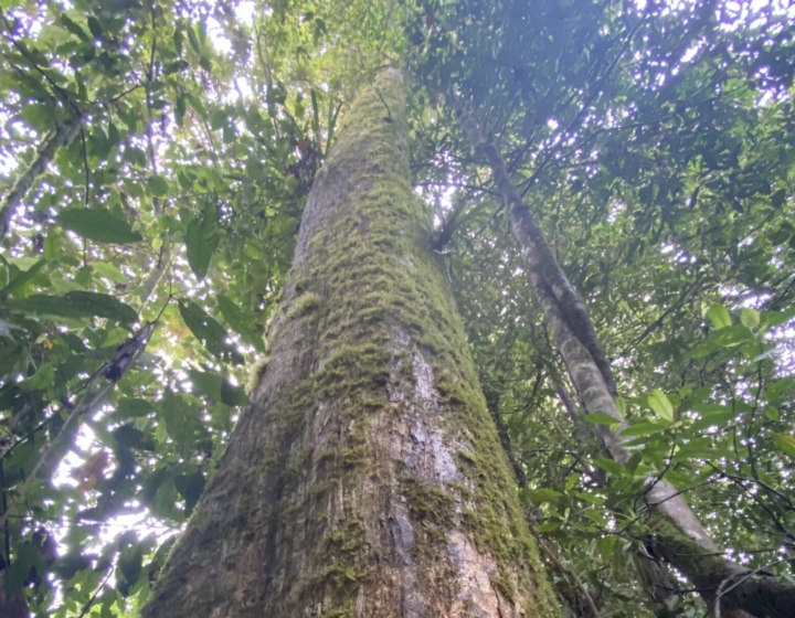 The Morton Arboretum