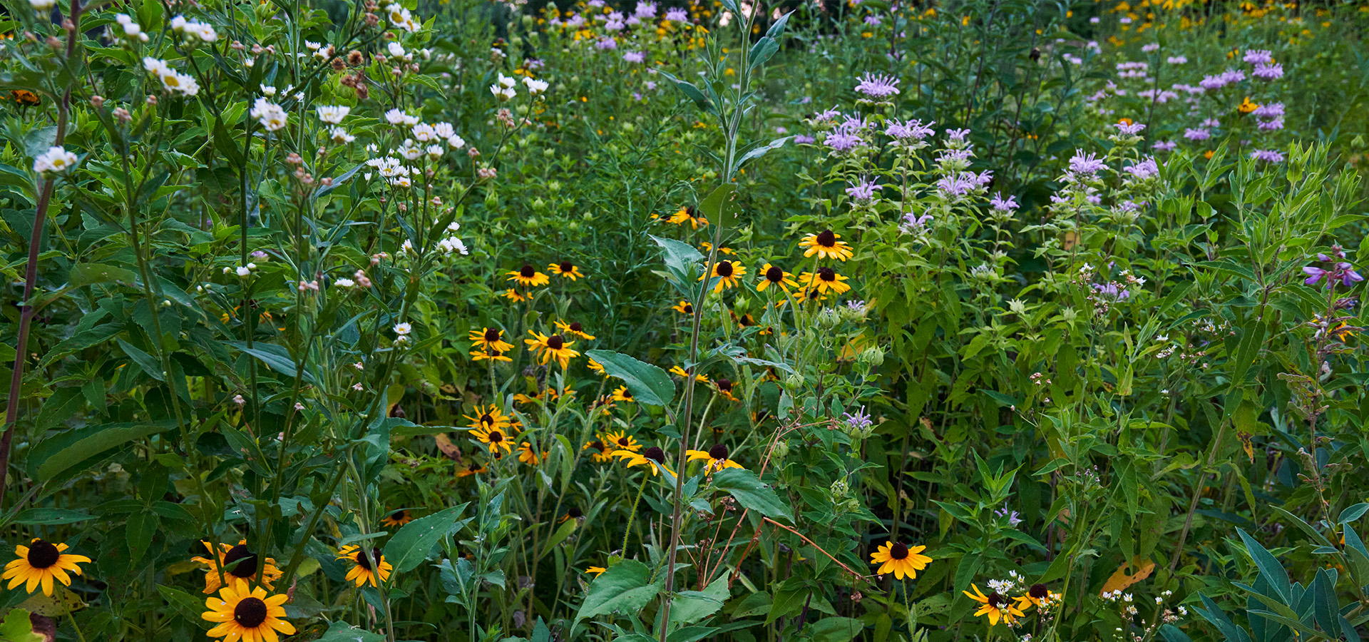 Photograph of native wildflowers planted at the Schulenberg Prairie at The Morton Arboretum, featuring asters, Monarda, and Rudbeckia plants