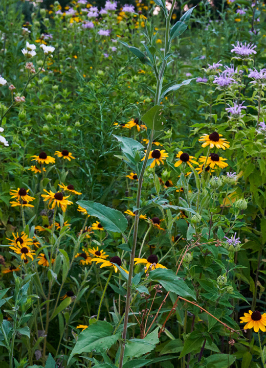 Photograph of native wildflowers planted at the Schulenberg Prairie at The Morton Arboretum, featuring asters, Monarda, and Rudbeckia plants