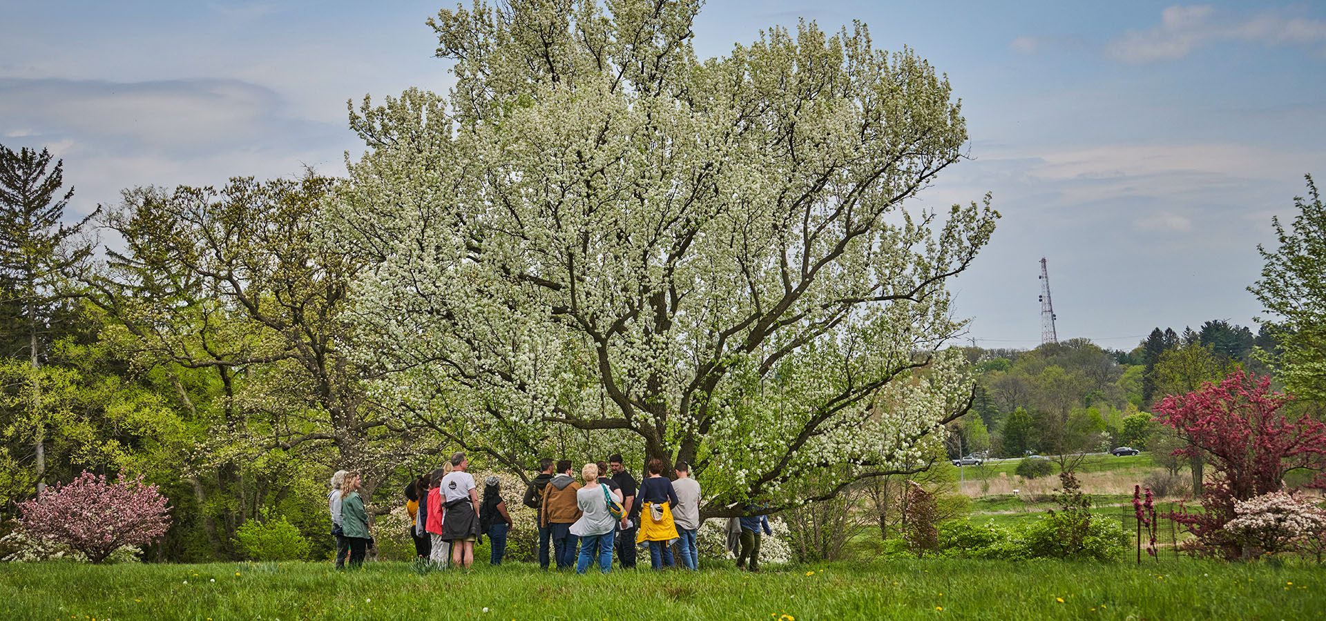 Photograph of a group of visitors examining a blooming Magnolia tree at The Morton Arboretum in the spring