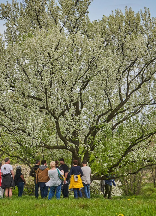 Photograph of a group of visitors examining a blooming Magnolia tree at The Morton Arboretum in the spring