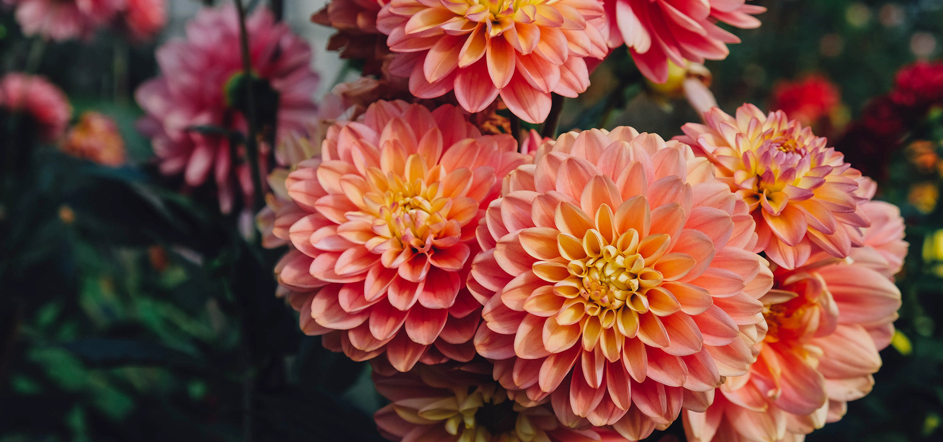 Photograph of Dahlia flowers in full bloom