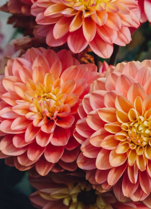 The Morton Arboretum