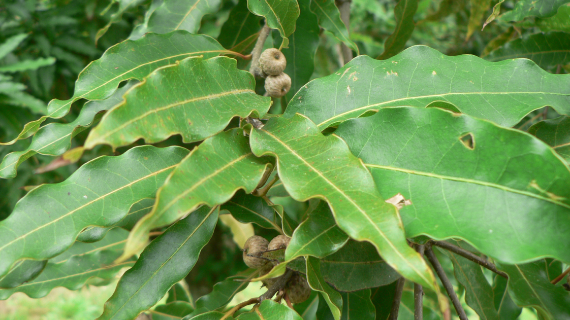 The Morton Arboretum