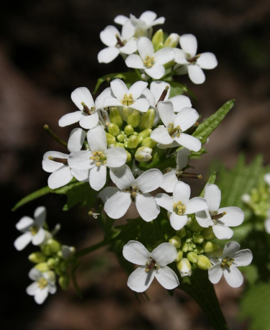 Close up photograph of garlic mustard flowers