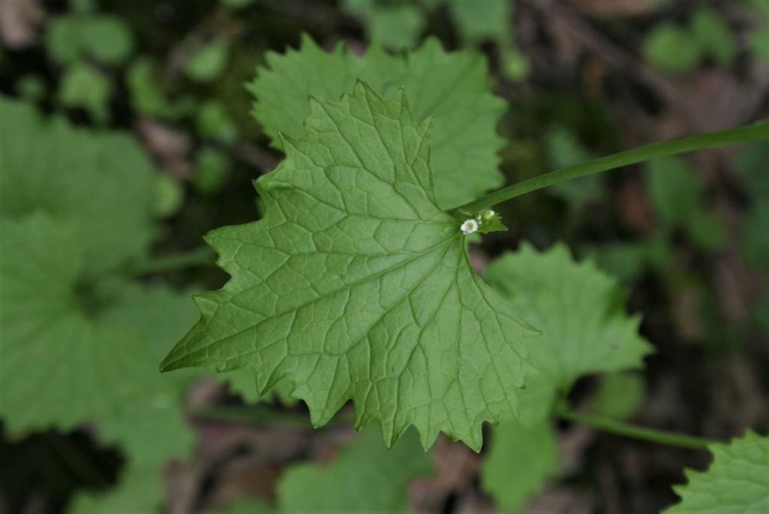 Photograph of garlic mustard leaf