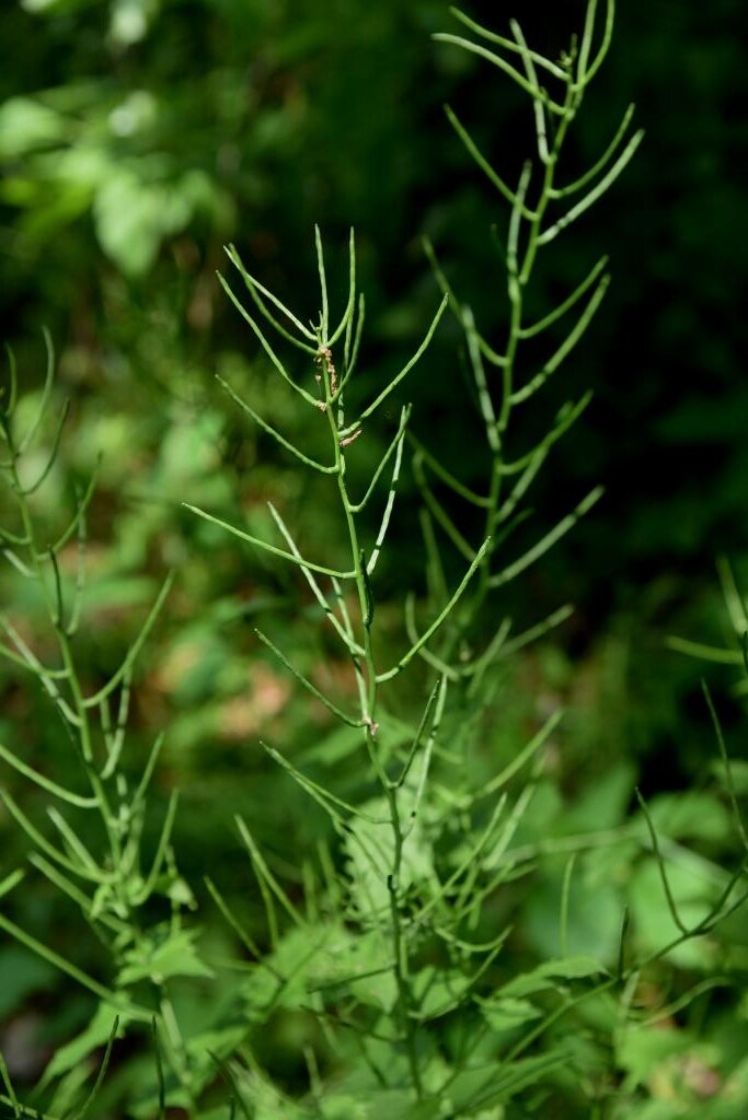 Photograph of garlic mustard seed pods
