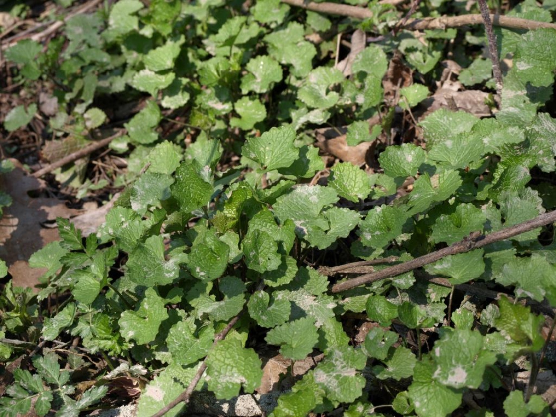 Photograph of green garlic mustard leaves in their first year on the forest floor