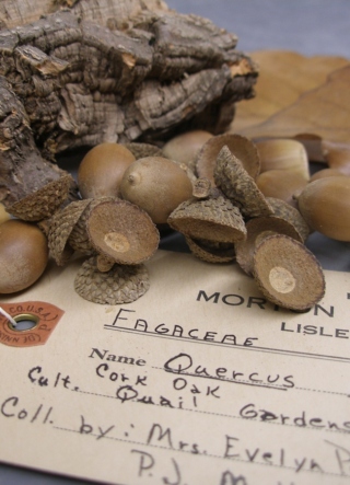 The Morton Arboretum