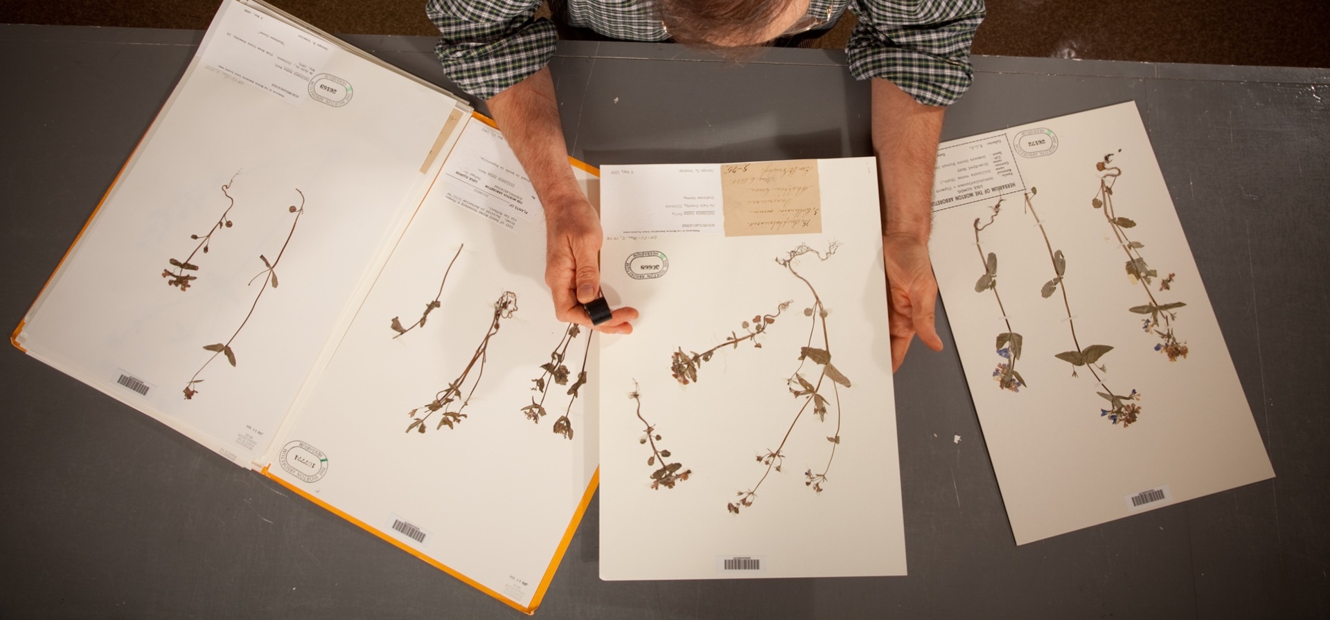 The Morton Arboretum