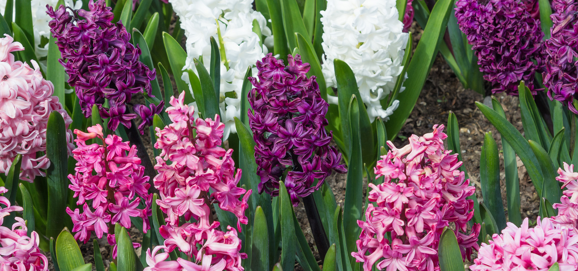 Photographs of pink, purple, and white hyacinths at The Morton Arboretum