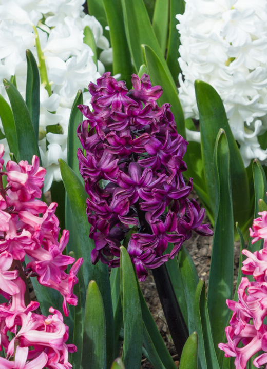 Photographs of pink, purple, and white hyacinths at The Morton Arboretum