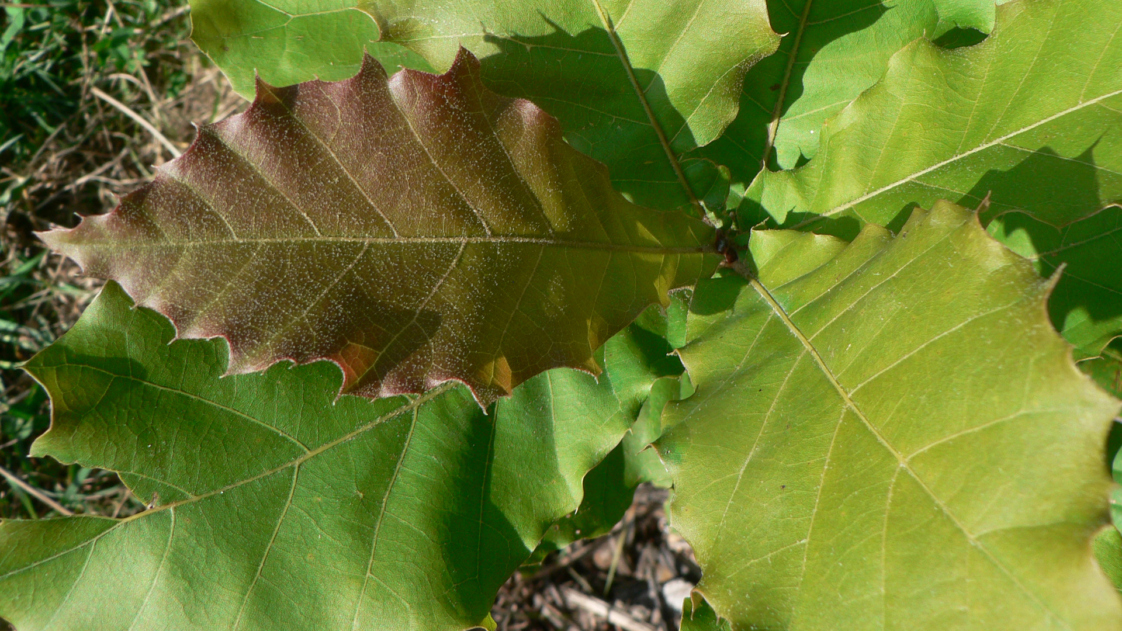 The Morton Arboretum
