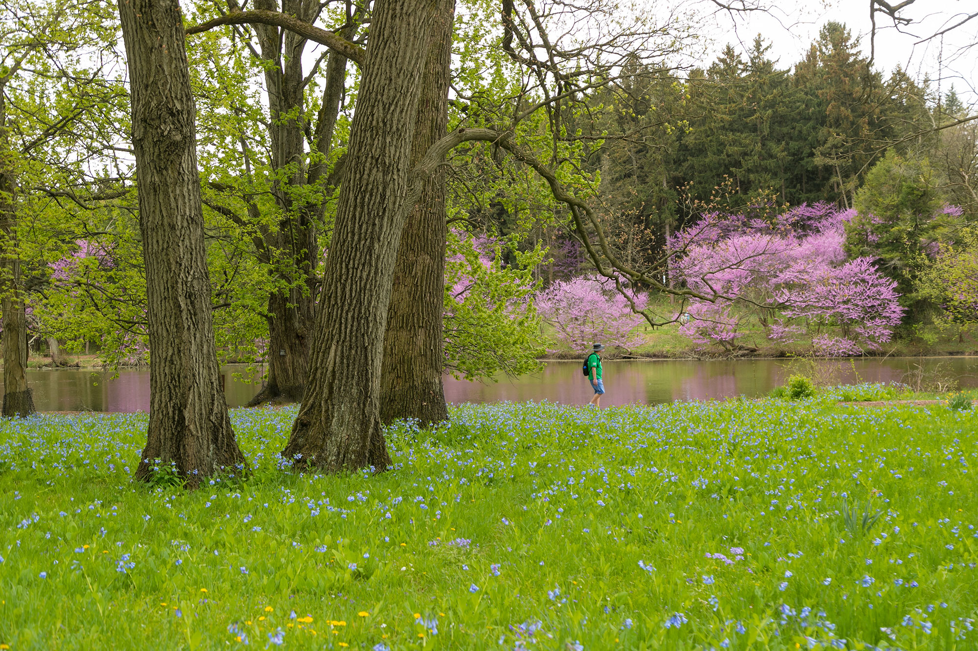 Photograph of a visitor walking on a trail alongside Lake Marmo at The Morton Arboretum with trees in the background and bluebells in the foreground