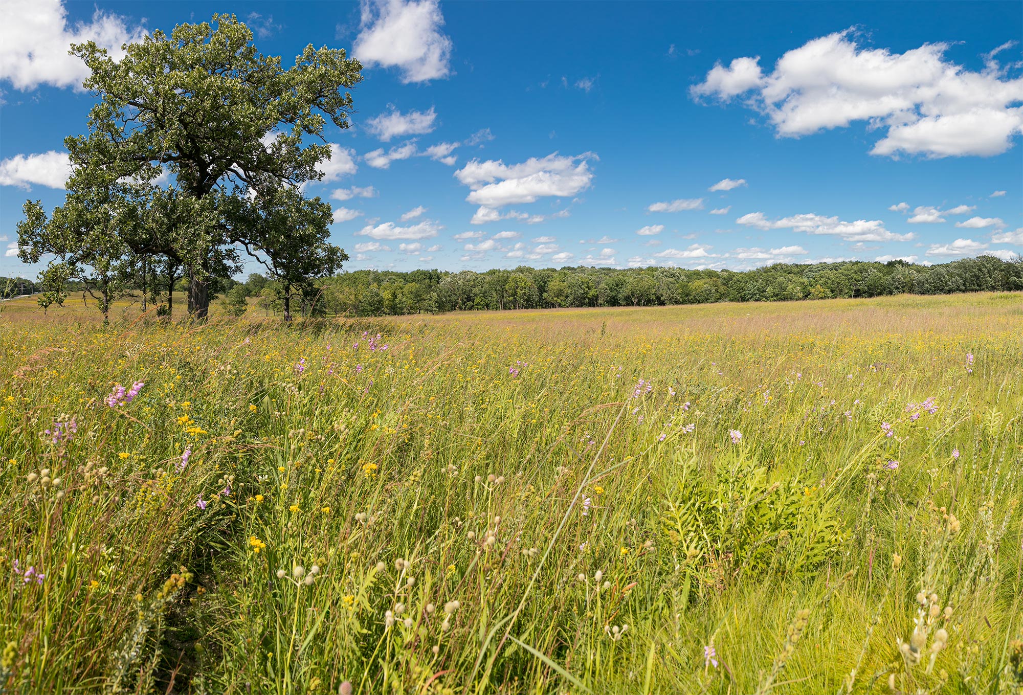 Photograph of native prairie at the Schulenberg Prairie at The Morton Arboretum with an oak tree growing in the mid ground and a forest on the horizon