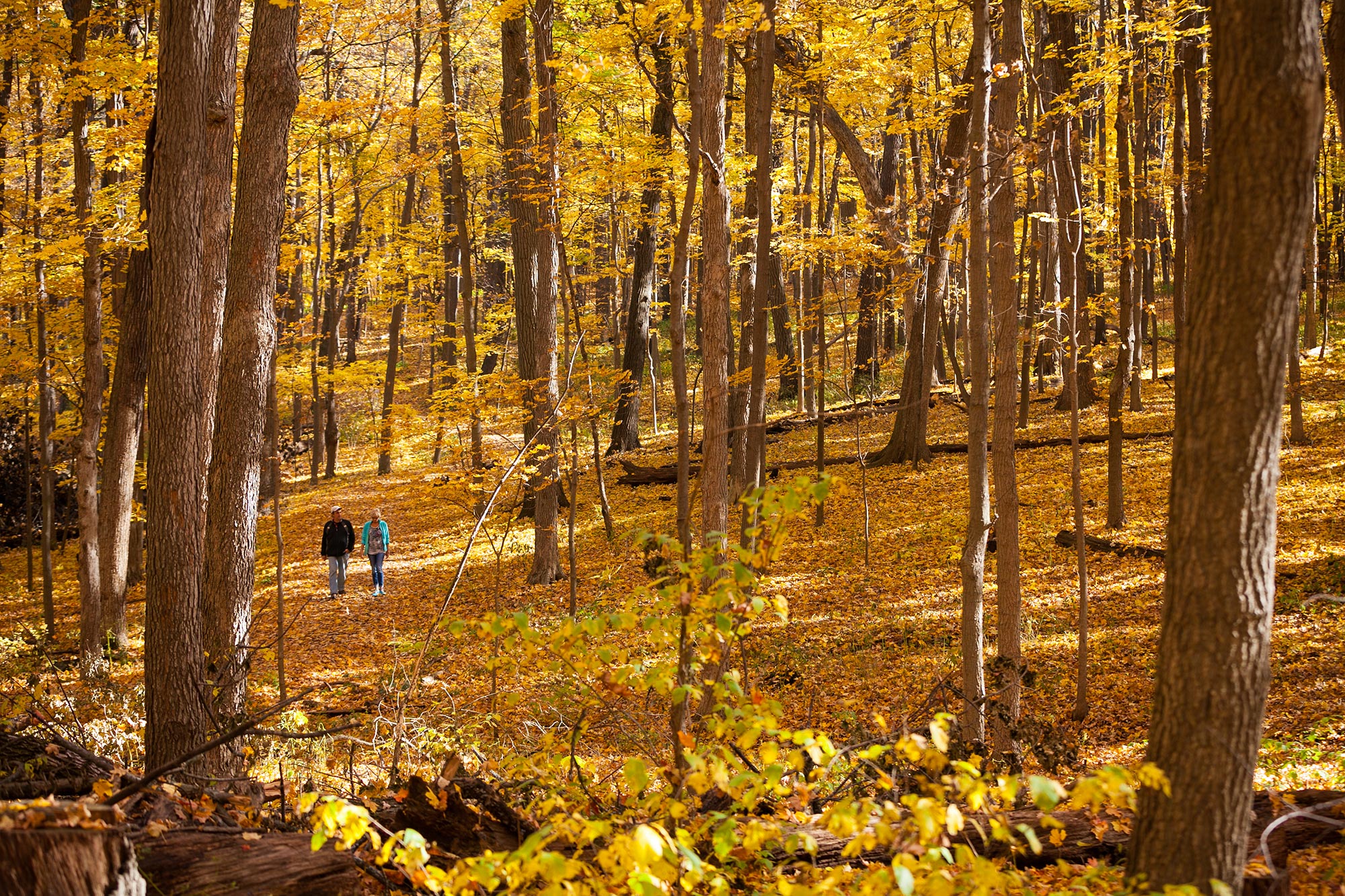 Two guests walking through a golden yellow woods in fall