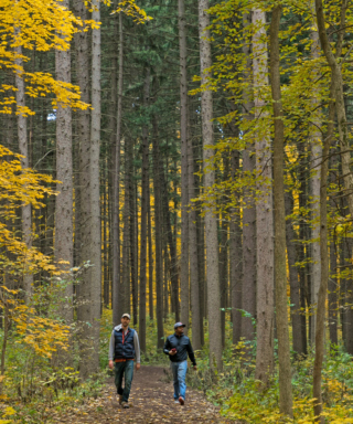 Photograph of two men hiking through the Spruce Plot forest at The Morton Arboretum