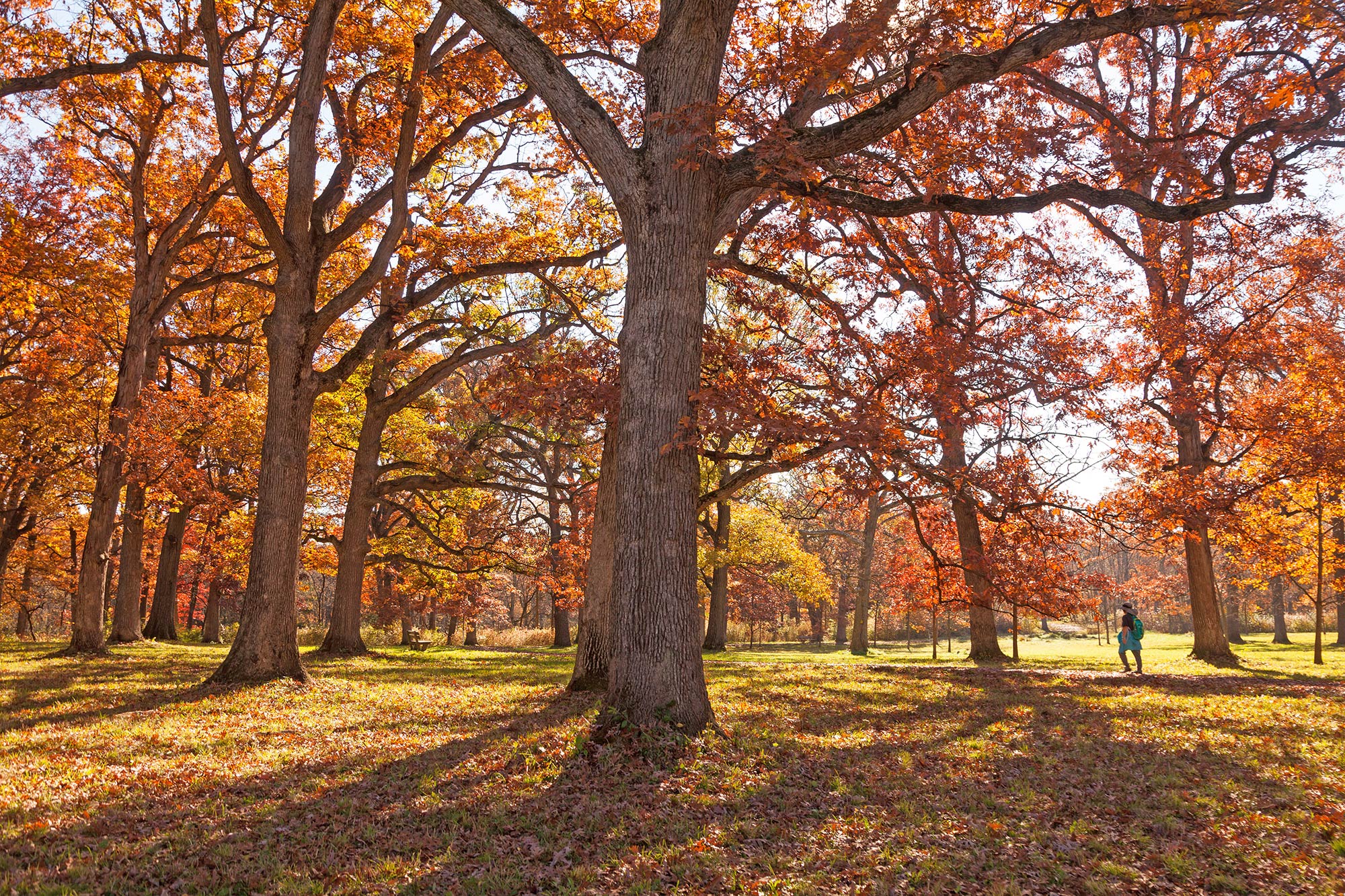 Photograph of oak trees growing in The Morton Arboretum's Oak Collection with a hiker walking on a trail