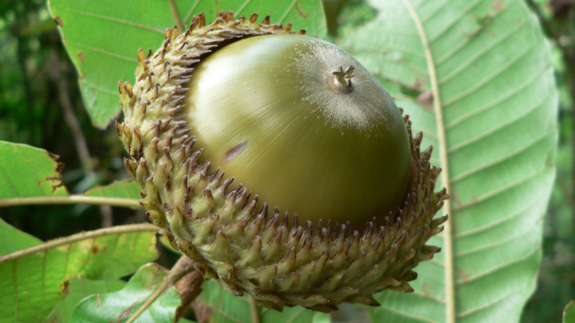The Morton Arboretum