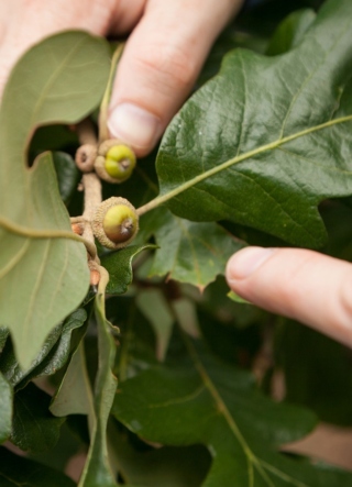 The Morton Arboretum