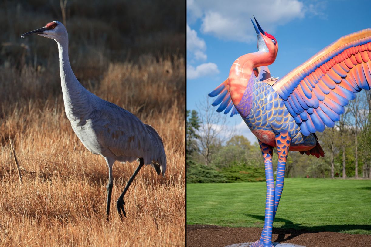 Photograph of sandhill crane juxtaposed against a photograph of Cadence the sandhill crane