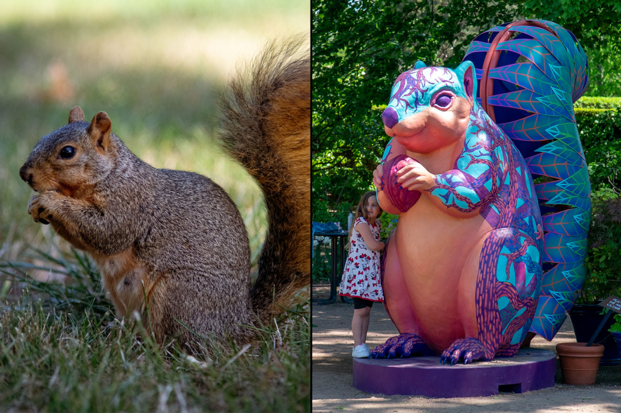 Photograph of a fox squirrel juxtaposed against a photo of Scamp the fox squirrel sculpture in Vivid Creatures