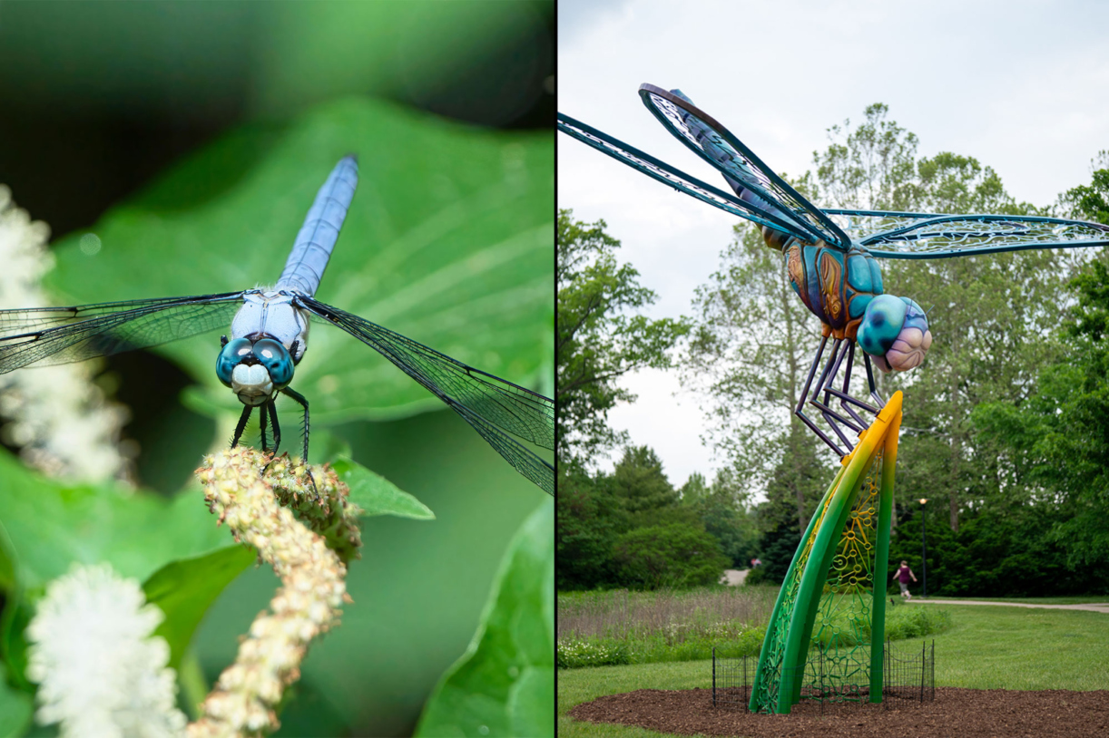 Blue dragonfly juxtaposed against Nimbly the dragonfly sculpture in Vivid Creatures