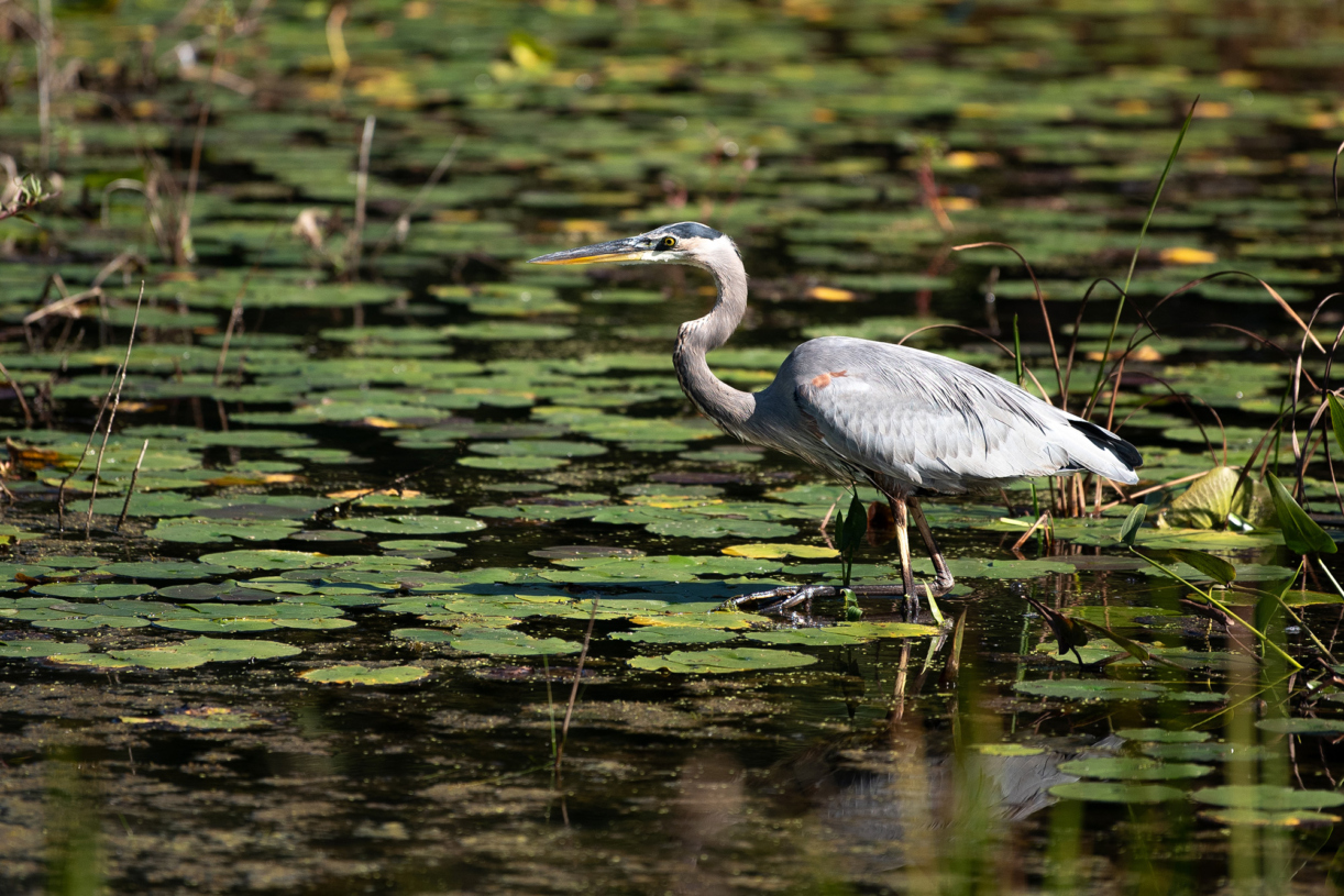A heron enjoys the water and natural areas