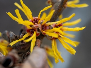 Photograph of witch hazel blooms