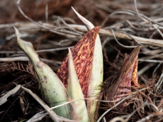 Photograph of skunk cabbage blooms