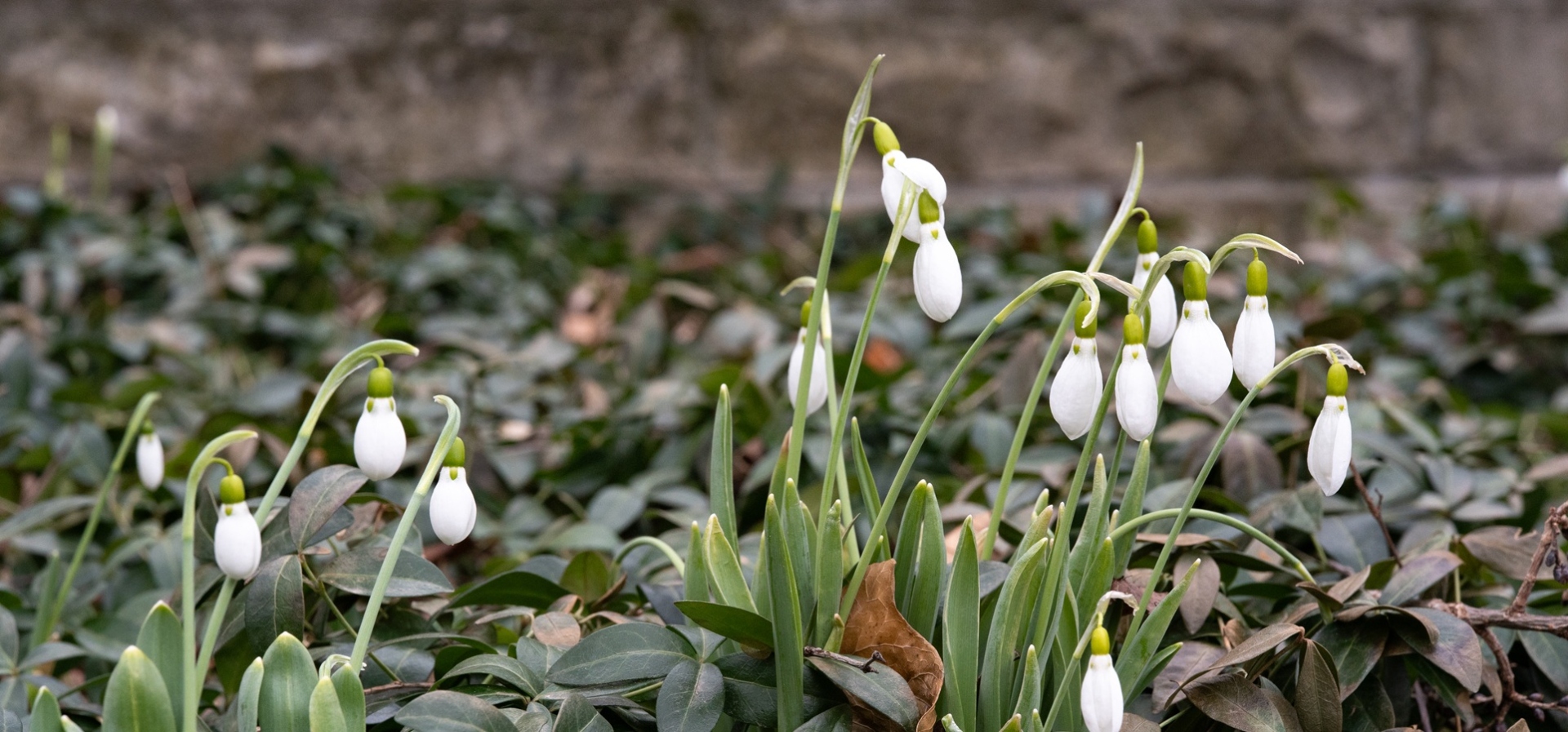 The Morton Arboretum