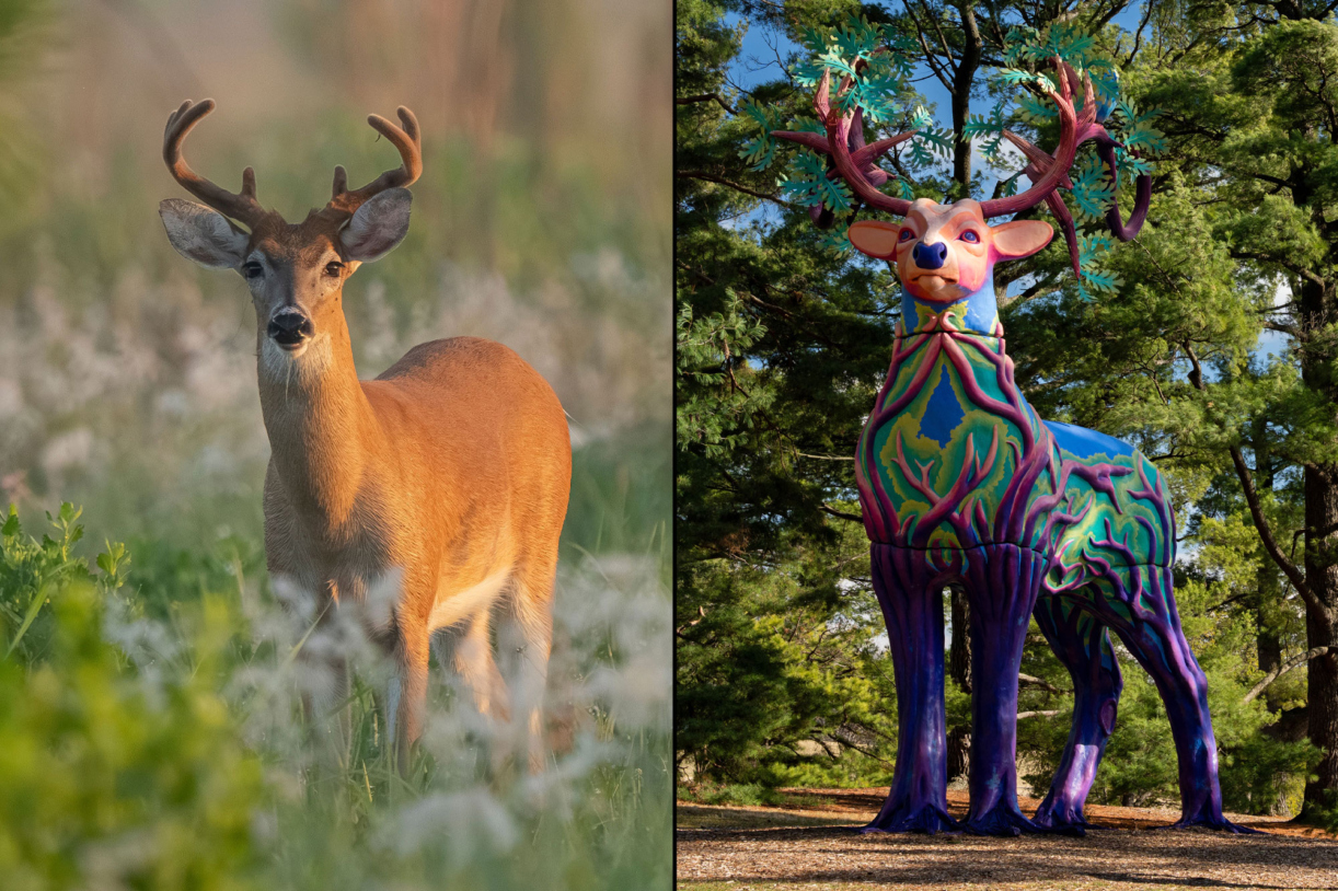 Photograph of a whitetail deer juxtaposed against Generosity the deer sculpture in Vivid Creatures