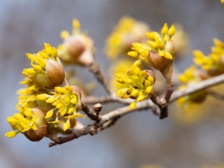 The Morton Arboretum