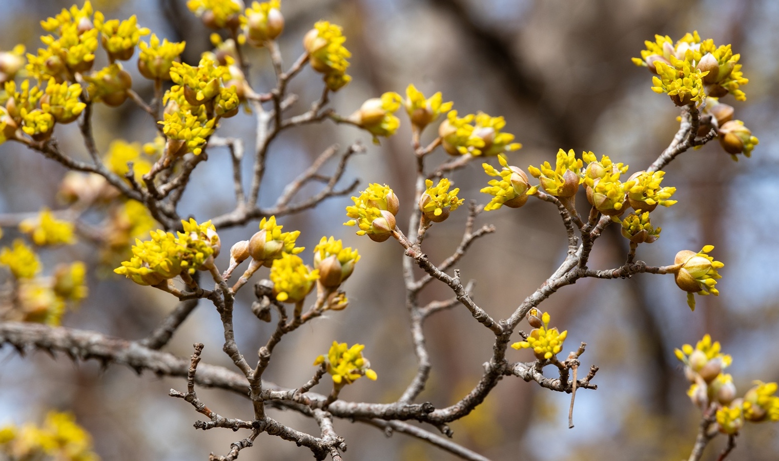 The Morton Arboretum