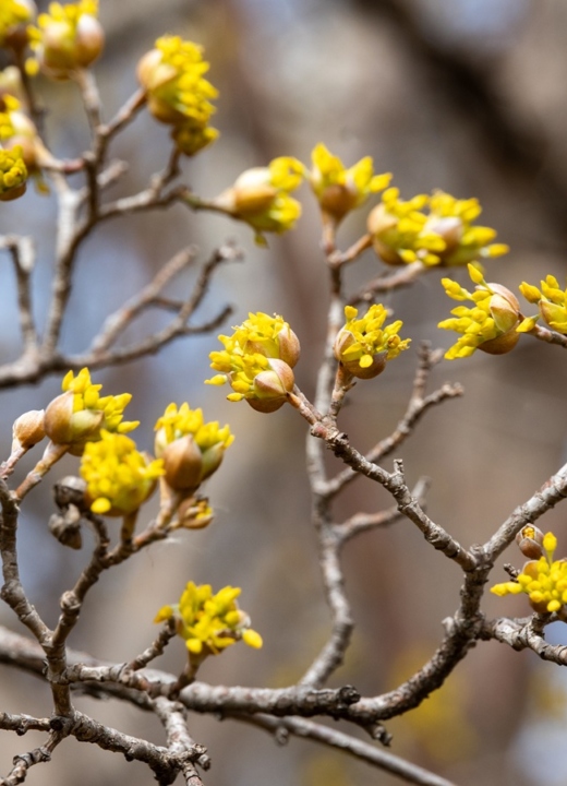 The Morton Arboretum