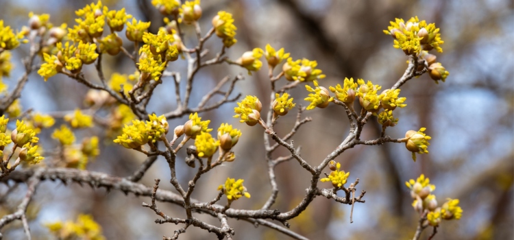 The Morton Arboretum