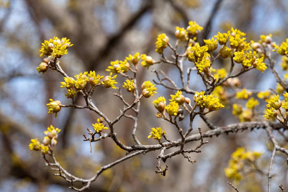 The Morton Arboretum