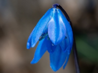 Photograph of Siberian squill